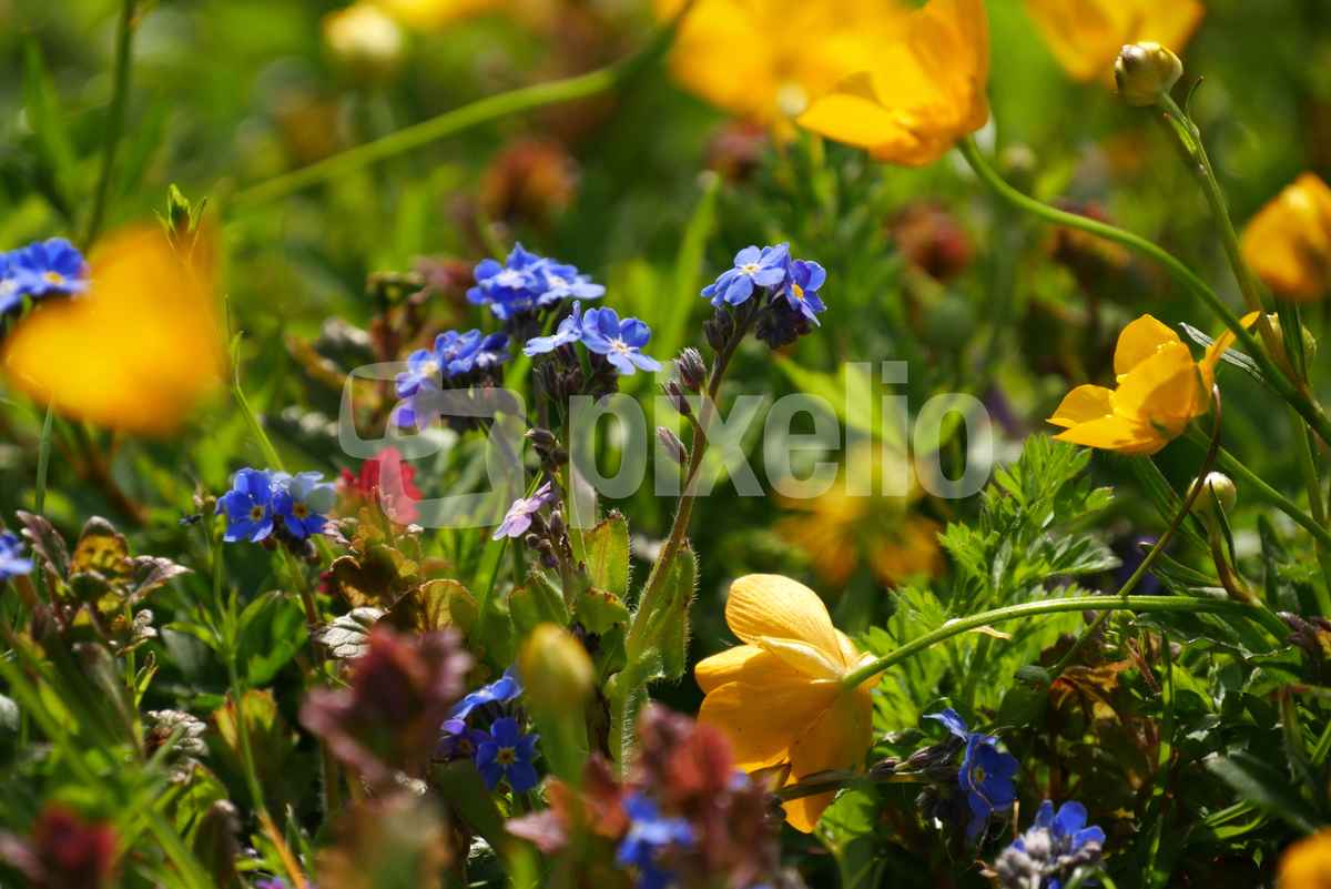 Wildblumenwiese