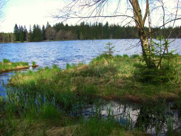 Im Glatzener Moor / 22