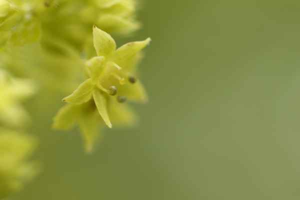Gelbe Blüte I