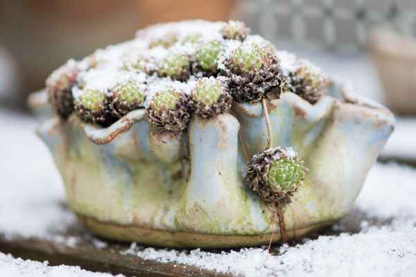 Hauswurz in einer Schale aus Ton