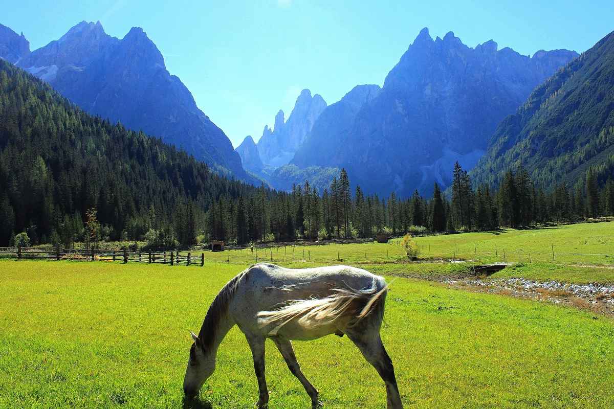 Pferd am Ende des Fischleintals
