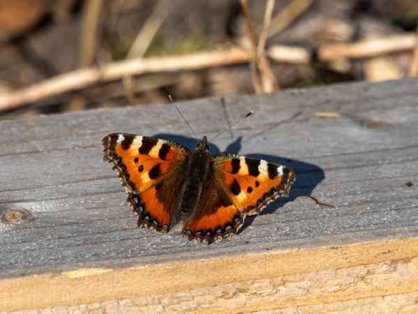 Der Kleine Fuchs