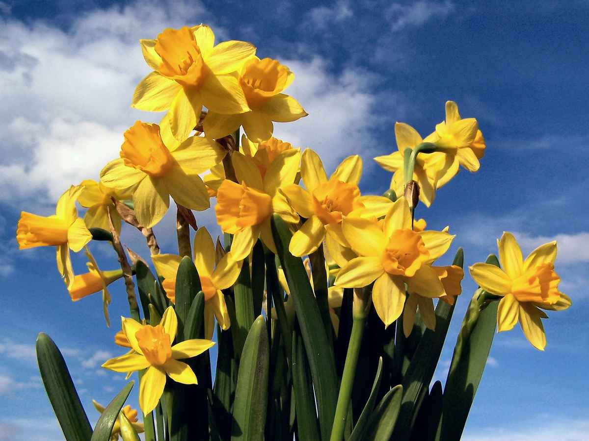 Narzissen-Strauß