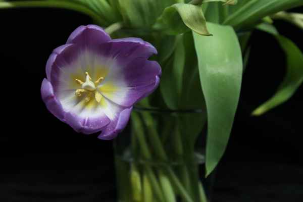 Aufgeblühte Tulpe