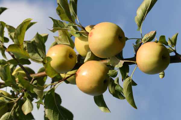 Golden Delicious ganz frisch