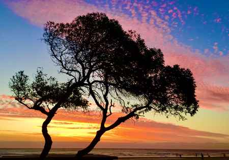 Kiefer im Abendrot am Meer