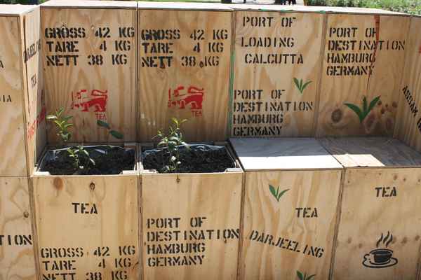 Teepflanze und Hocker