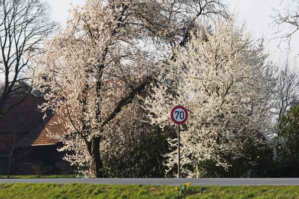 mit 70 durch die frühlinsblüte