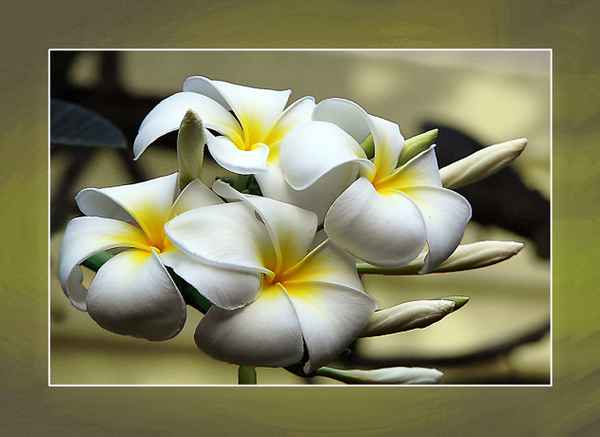 Blume-0159