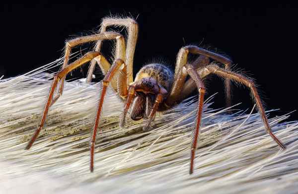 Pfui Spinne