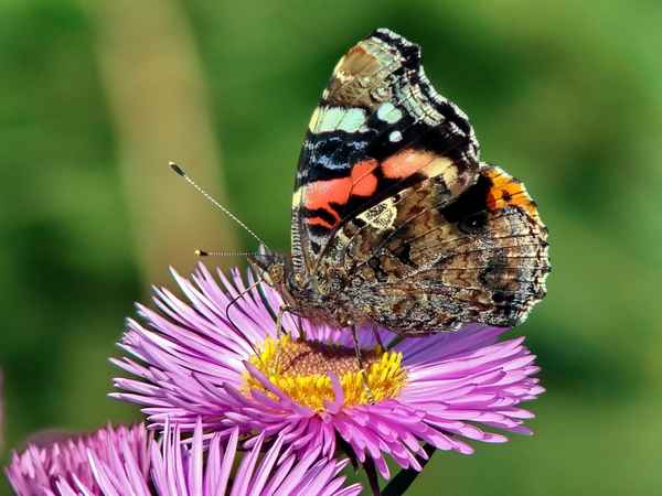 Schmetterling (Admiral)