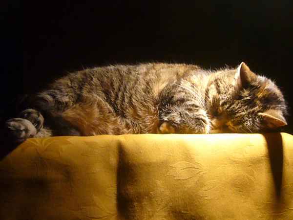 Schmusekatze - Ferris3