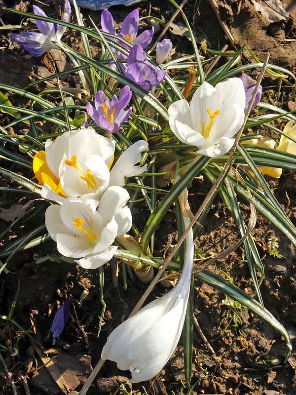 Krokusse im März