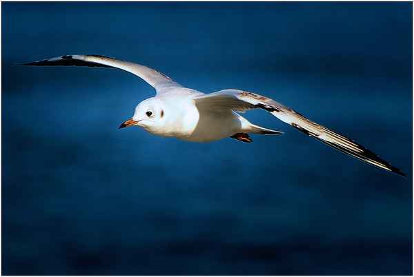 Gleitflug