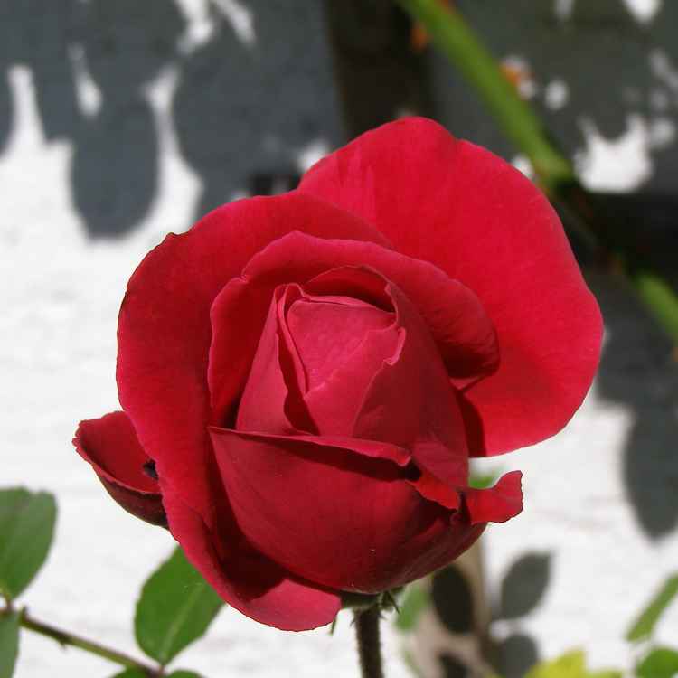 Rosenbluete