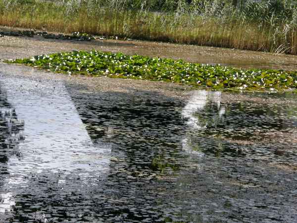 teichspiegelung1