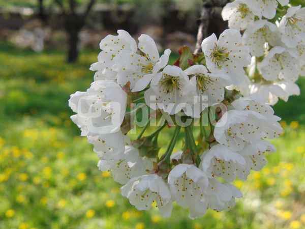 Kirschblüte
