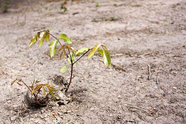 Irgendwann bin ich ganz groß...