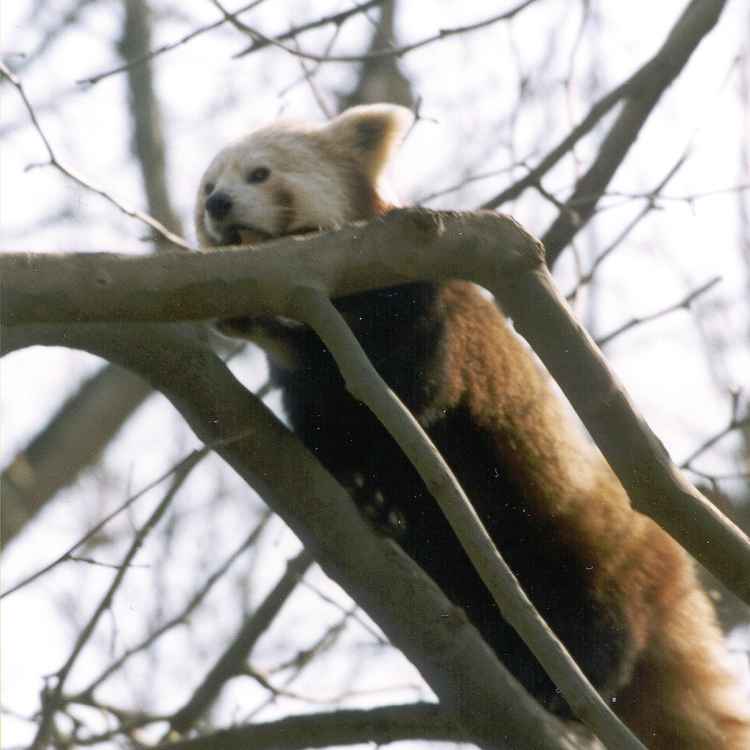 Kleiner Panda (1)
