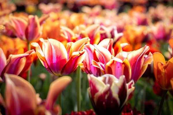 Tulipan im Britzer Garten
