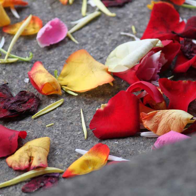 Rosenblätter vorm Standesamt