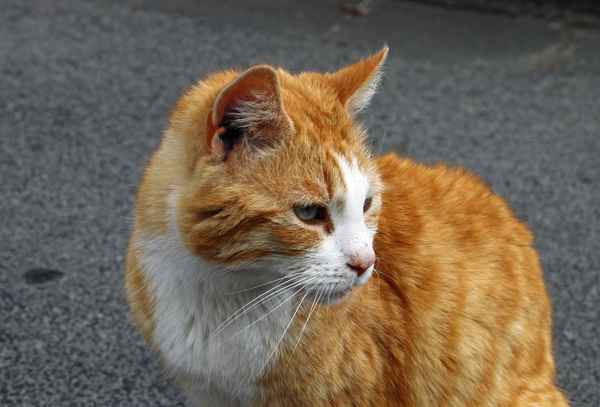 Den Beobachtungsposten verlassen...