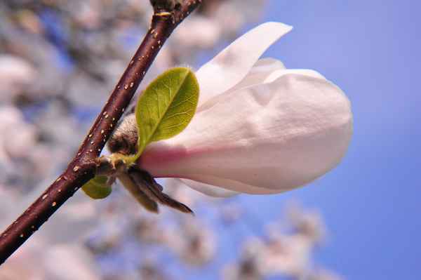 Magnolie