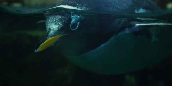 Penguin Eye
