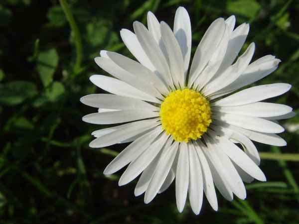 EIN SCHLICHTER TRAUM IN WEISS