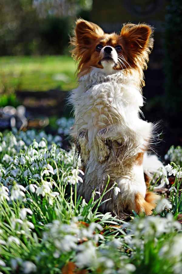 papillon