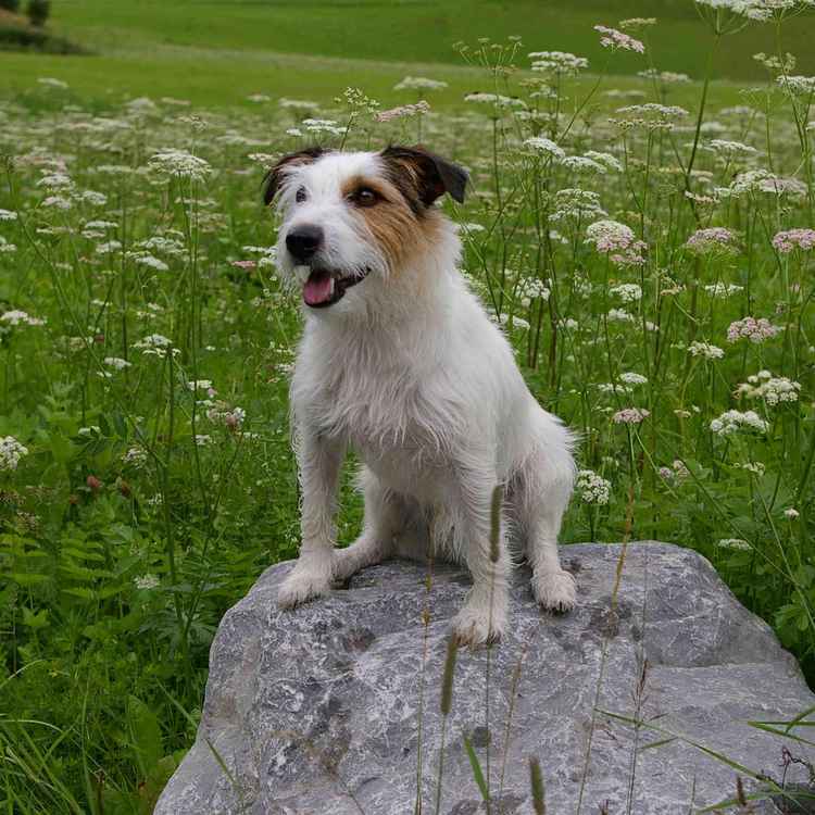 Einstein auf einem Stein