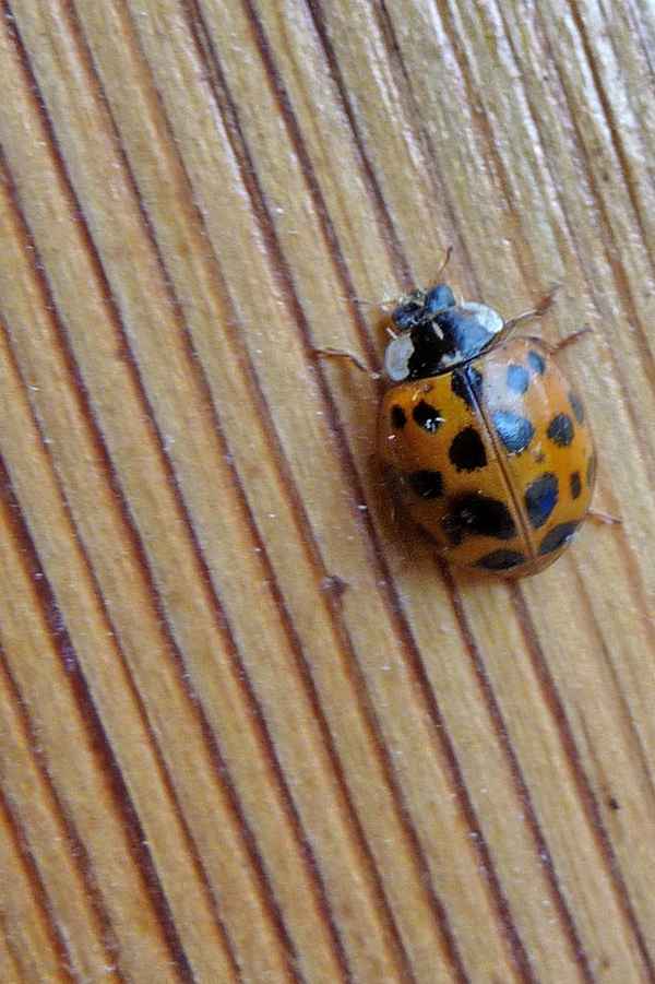 Asiatischer Marienkäfer (Harmonia axyridis)