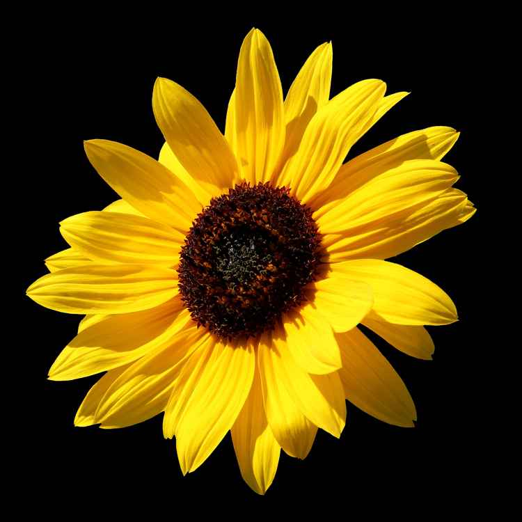 Sonnenblume Freigestellt