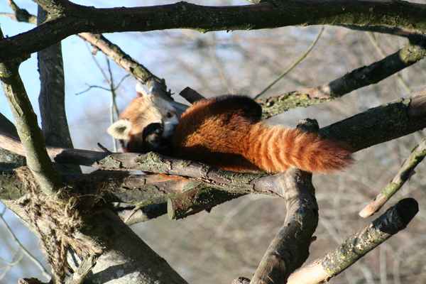 Bär