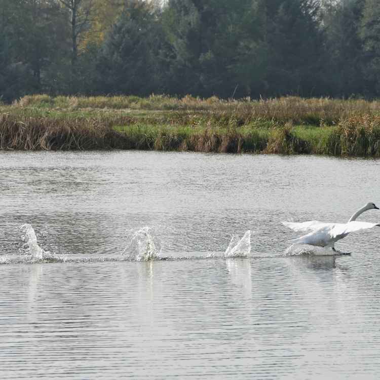 der Abzug des Verlierers
