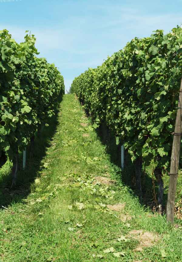 Spaziergang im Weinberg 1