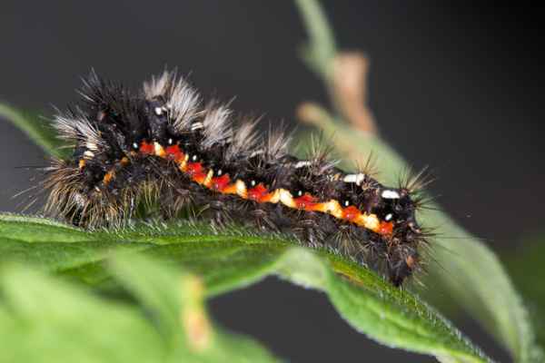 Junge Raupe der Ampfer-Rindeneule -3