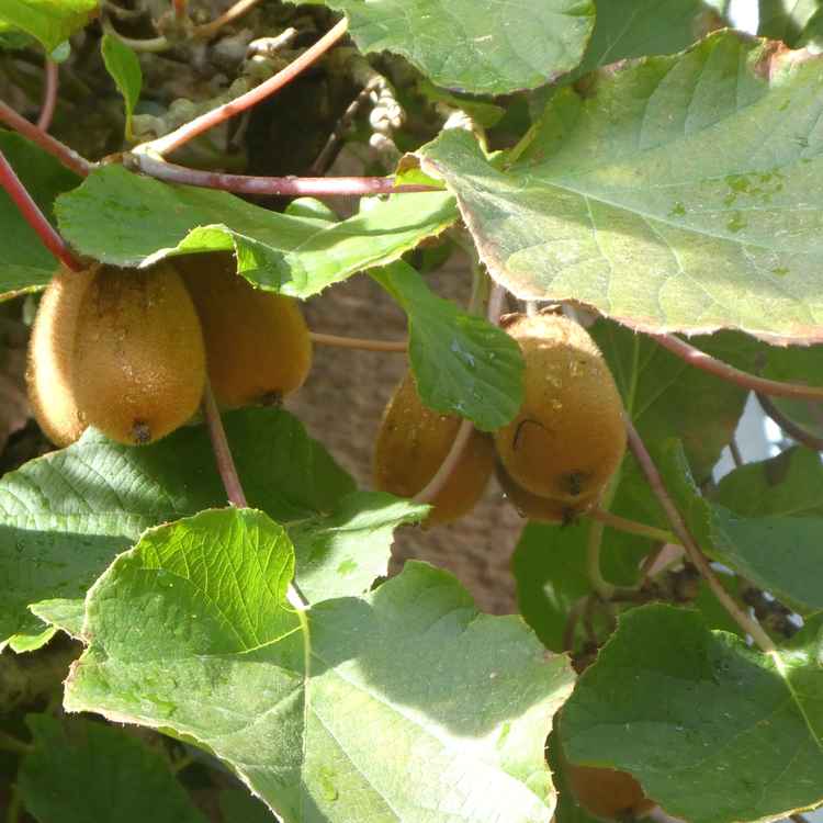 Kiwi