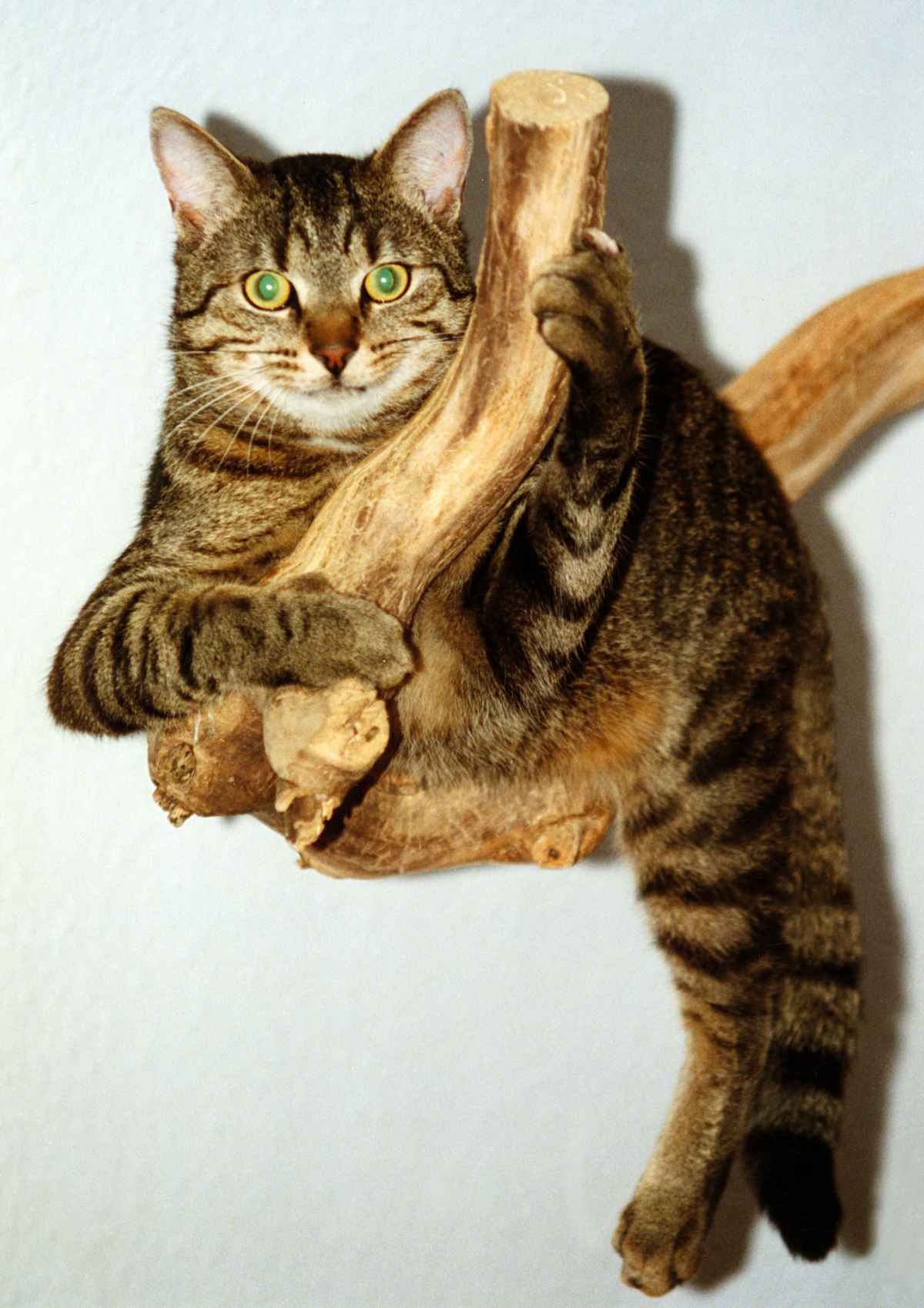 Kater "DJ" Scan 02