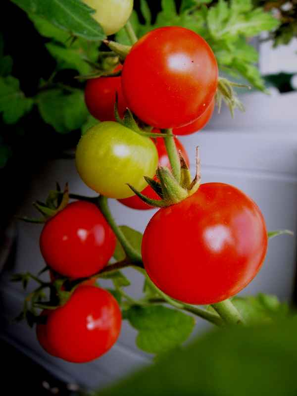 Balkontomaten im Topf 2
