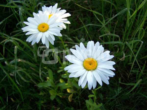 Margeriten 8