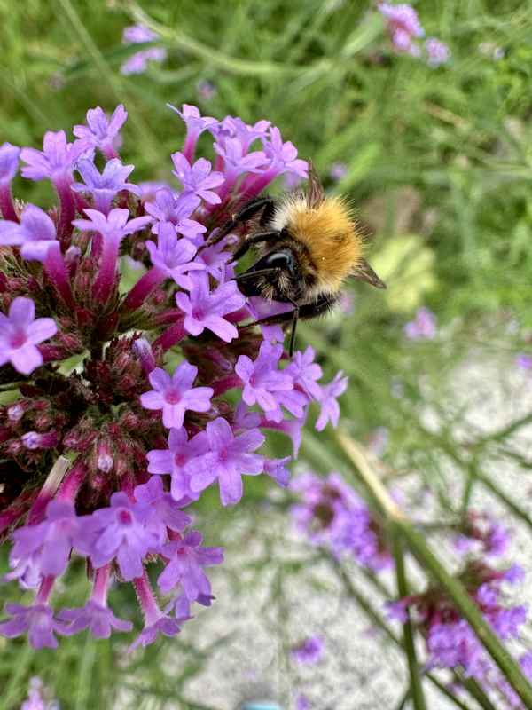 Eine hungrige Hummel