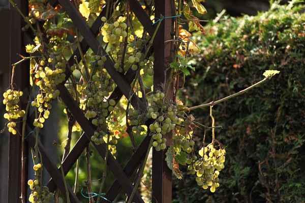 Weintrauben in Nachbarsgarten