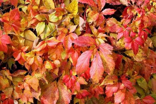 Die Farben des Herbstes