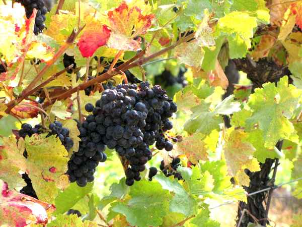 Rote Trauben - bereit zur Lese