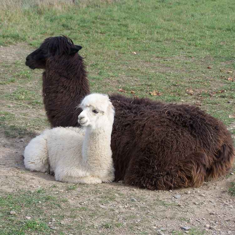 Keine Lamas