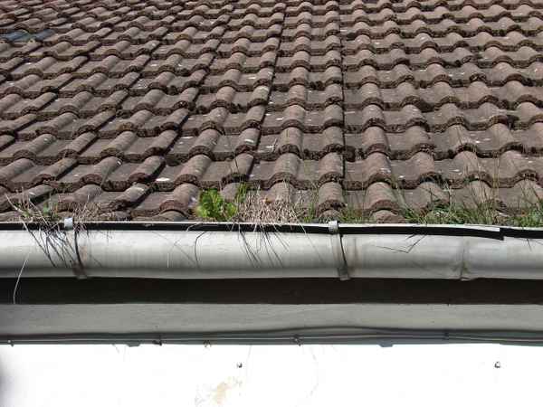 zugewachsene Dachrinne