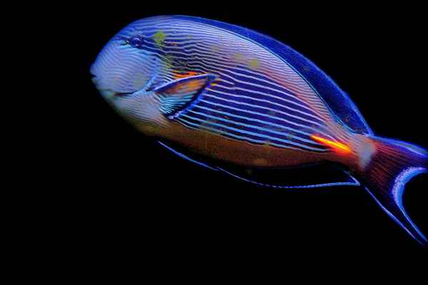 blauer Fisch HDR