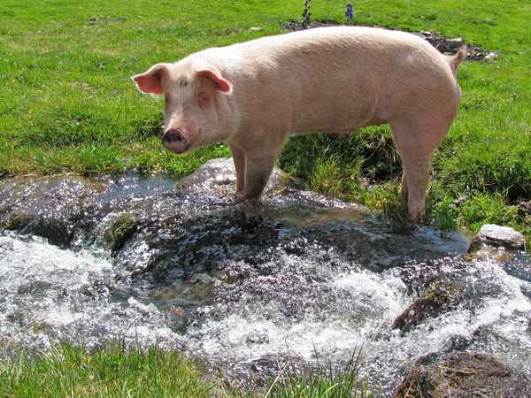 Ein Schwein der Sorte "Glücklich & Freilaufend"!