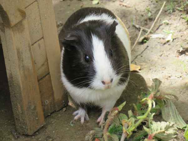 Das Meerschweinchen